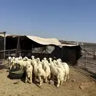 رخال حريات الحد ( 940 ) تم البيع