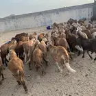 طليان سواكن