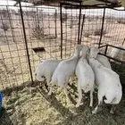 طليان رفد شحم