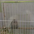 البيع عصفور روز (هدد - أليف) السعر (150)