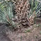 صنيه روثانه ودي كبار (فسايل)