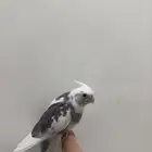 كروان اليف هدد بايد