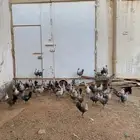 دجاج فيومي