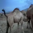 حشوان