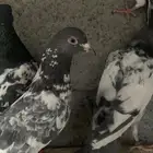 حمام