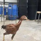 للبيع دجاجه عندي