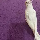 فرخ كروان البينو