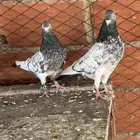 حمام بكساتني