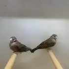 (تم البيع)للبيع جوز مدبوح