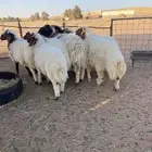 خرفان نعيم ( تم البيع )