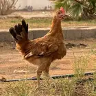 دجاج بلدي
