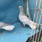 حمام شامي