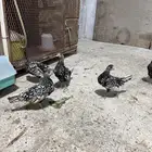صوص سبرايت شبابي تم البيع