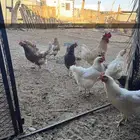 يوجد لدي بيض لوهمان مخصب دم صافي