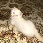 قطه شيرازيه