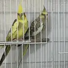 طيور