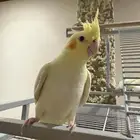 كروان كوكتيل لاتينو للبيع