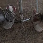 دجاج رومي للبيع