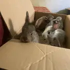 ارانب صغار للبيع