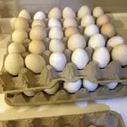 بيض بلدي طازج يوميا