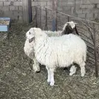 للبيع خرفان نعيم ظهورها فل