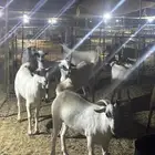 تيوس جذعان سمان بلدي البيع بالآجل