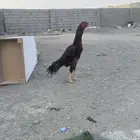 دجاج باكستان