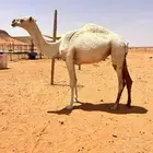 بكره مفروده