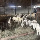 15 خروف و4 رخال عمارها شهرين لثلاث شهور