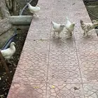 صيصان خمس شهور