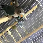 طبات فيشر هولندي