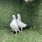 حمام باكستاني