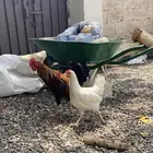 دجاج بلدي