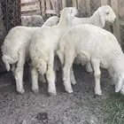 طليان ضحيا تم البيع