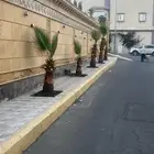 نخل واشنطن