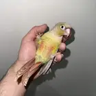 كنيور اناناس اليف جدا تم البيع