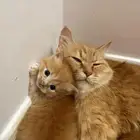 قطط