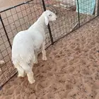 طلي حري مقفل شحم