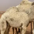 قعودين