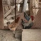حمام دجاج ارانب