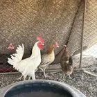 عندي 3دججات للبيع ومعهن ديك اديك يضرب وضربه حاد العمر 6شهور