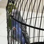 طيور الحب