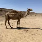 ناقة خلفه للبيع