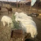 ذبايح تيوس جبر وطليان وسط وكبير