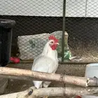 ديوك لوهمان براون