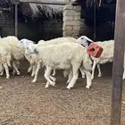 رخال حريه
