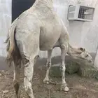 احتاج دينا بالونش