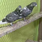 3 أزوج حمام باكستاني