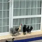 دجاج مهج ن