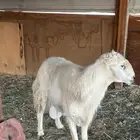 فحل حري رباع مشروط